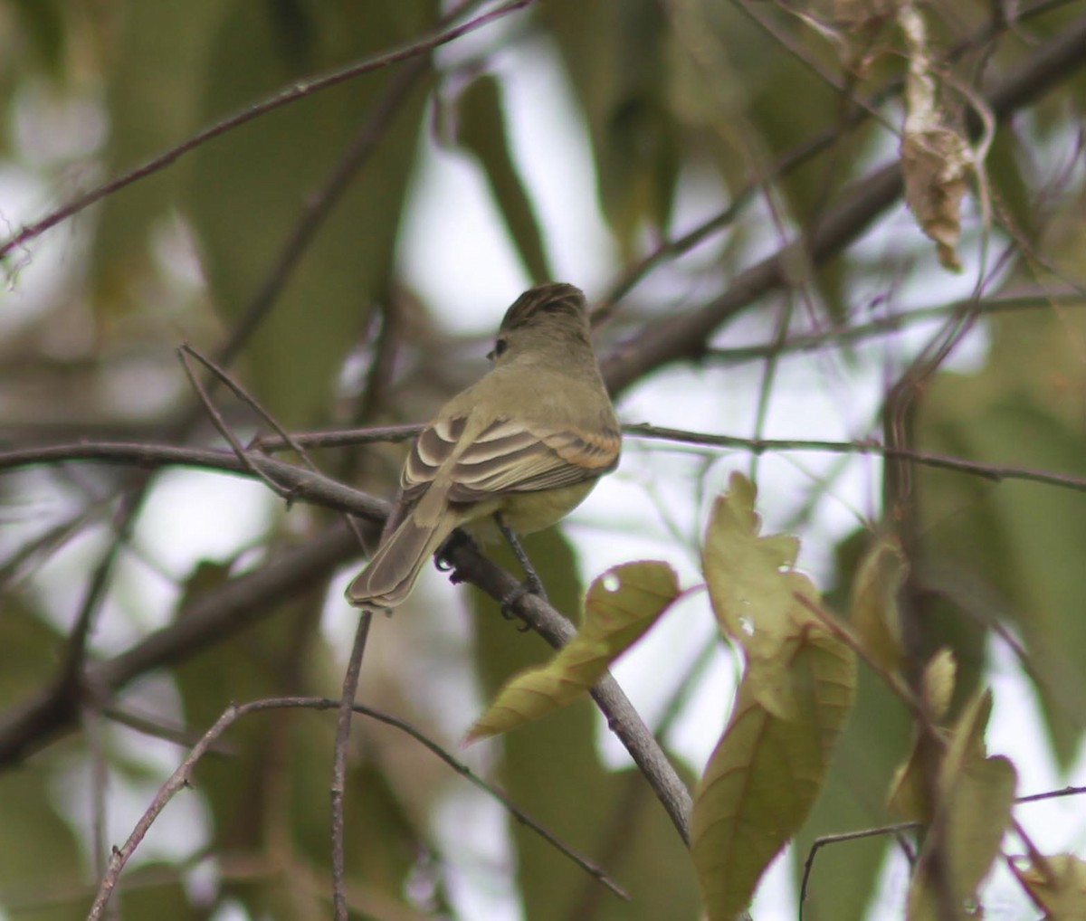 Northern Beardless-Tyrannulet - David Vander Pluym