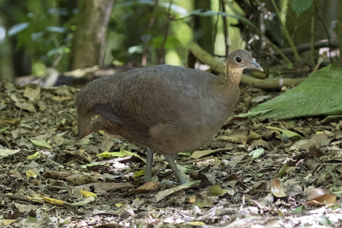 Solitary Tinamou - ML134728021