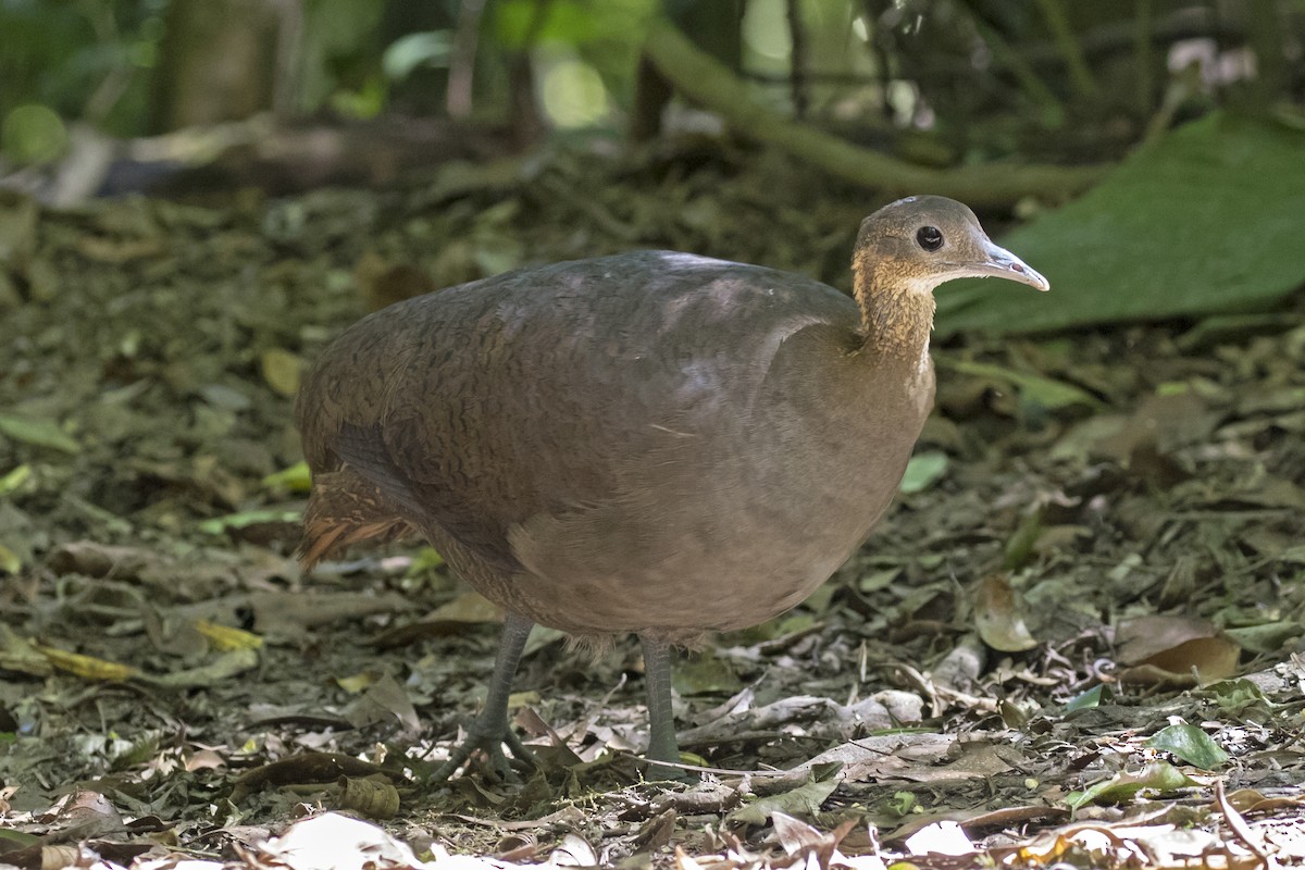 Solitary Tinamou - ML134728251