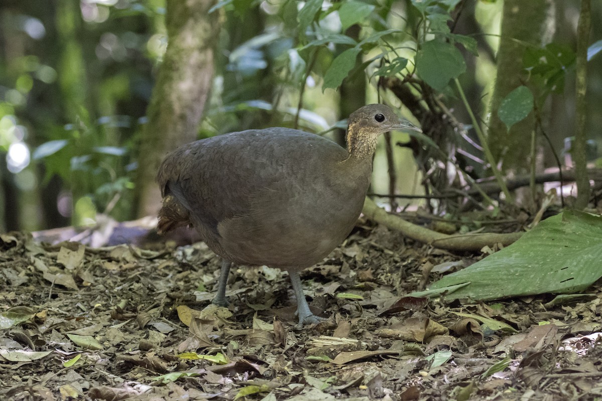 Solitary Tinamou - Steven Whitebread