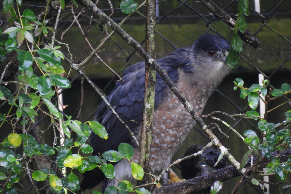 Cooper's Hawk - ML134728691