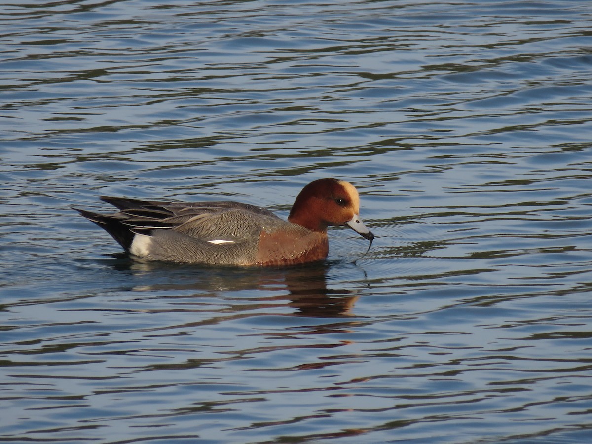 Eurasian Wigeon - Ben Frueh