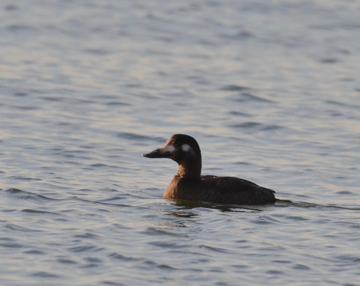 White-winged Scoter - ML134731521