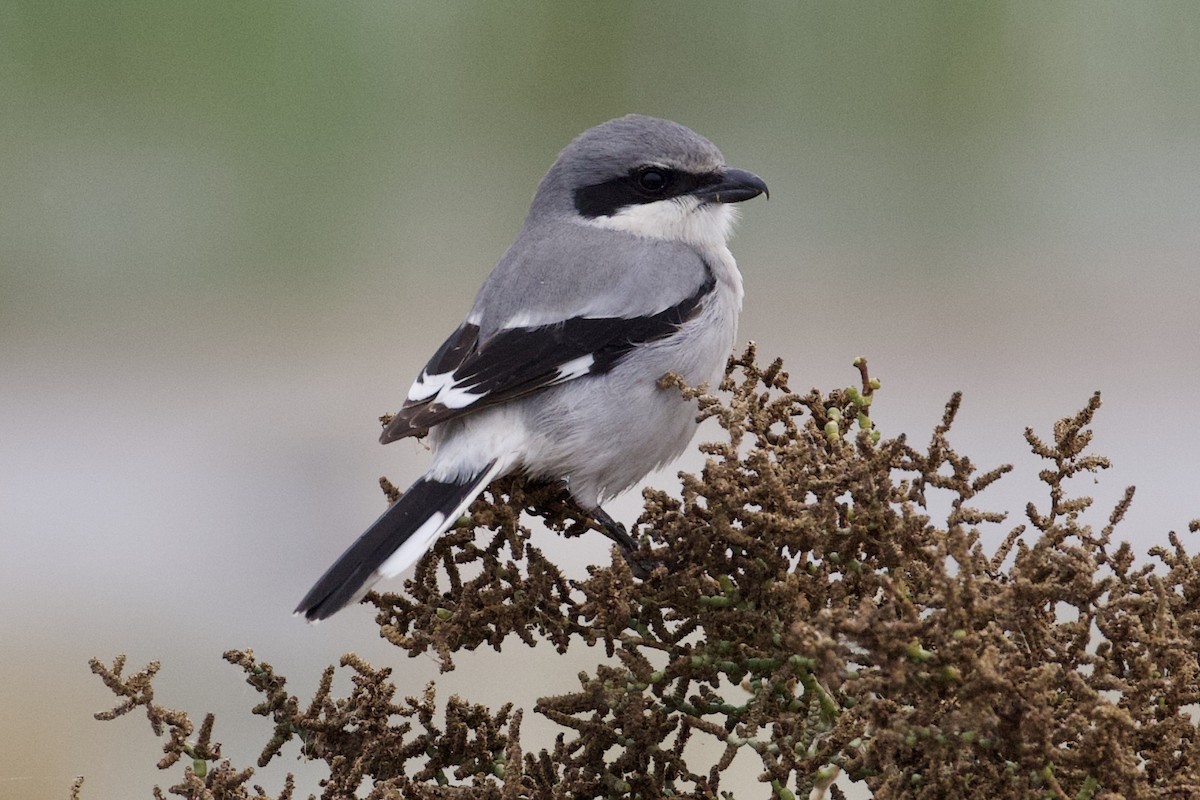 Loggerhead Shrike - ML134731811