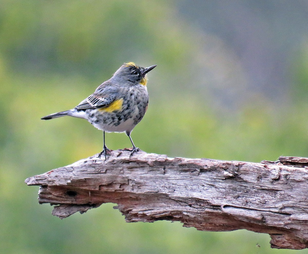 Kronenwaldsänger (Audubonwaldsänger) - ML134732061