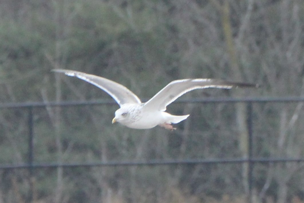 Gaviota Sombría - ML134732531