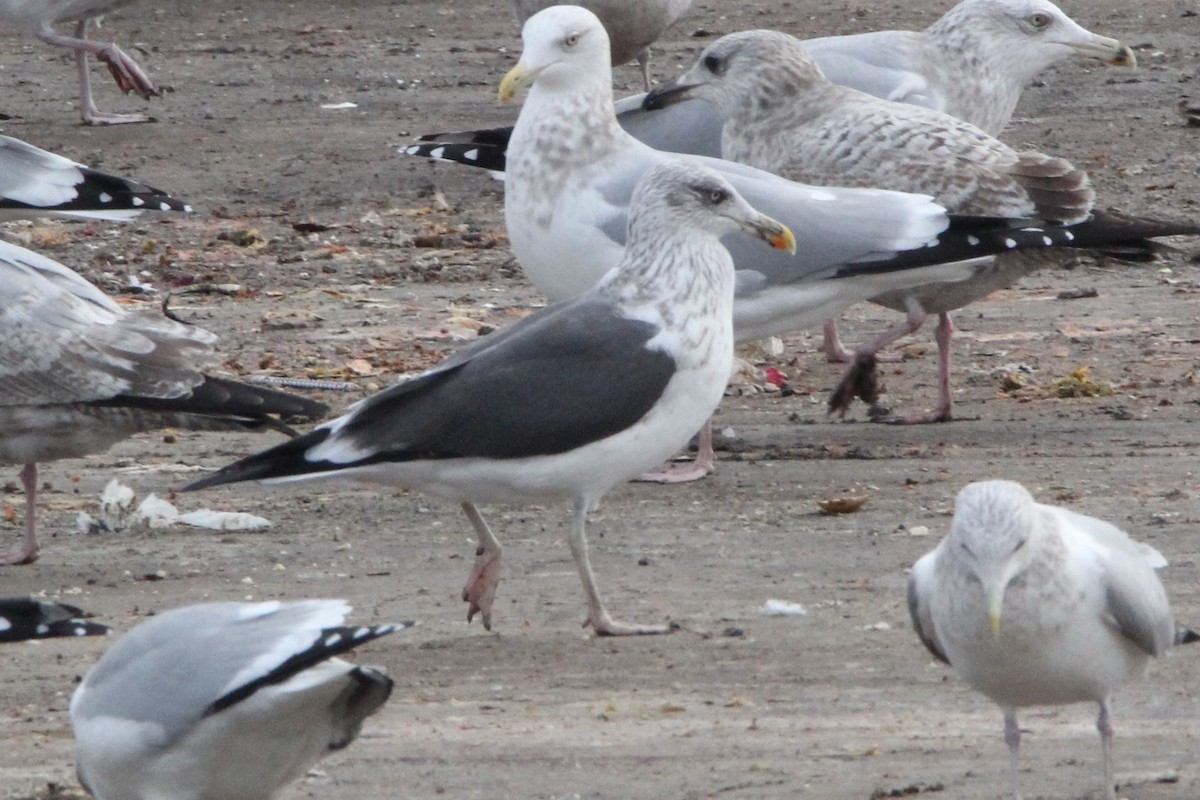 Gaviota Sombría - ML134732541