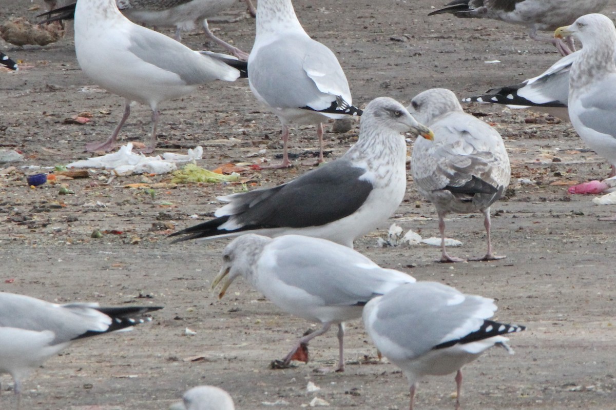 Gaviota Sombría - ML134732561
