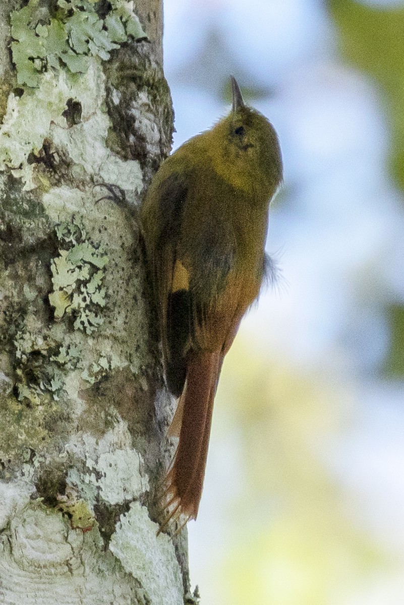 Olivaceous Woodcreeper - ML134732611