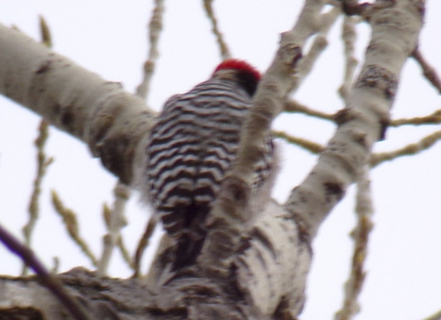 Ladder-backed Woodpecker - ML134733321