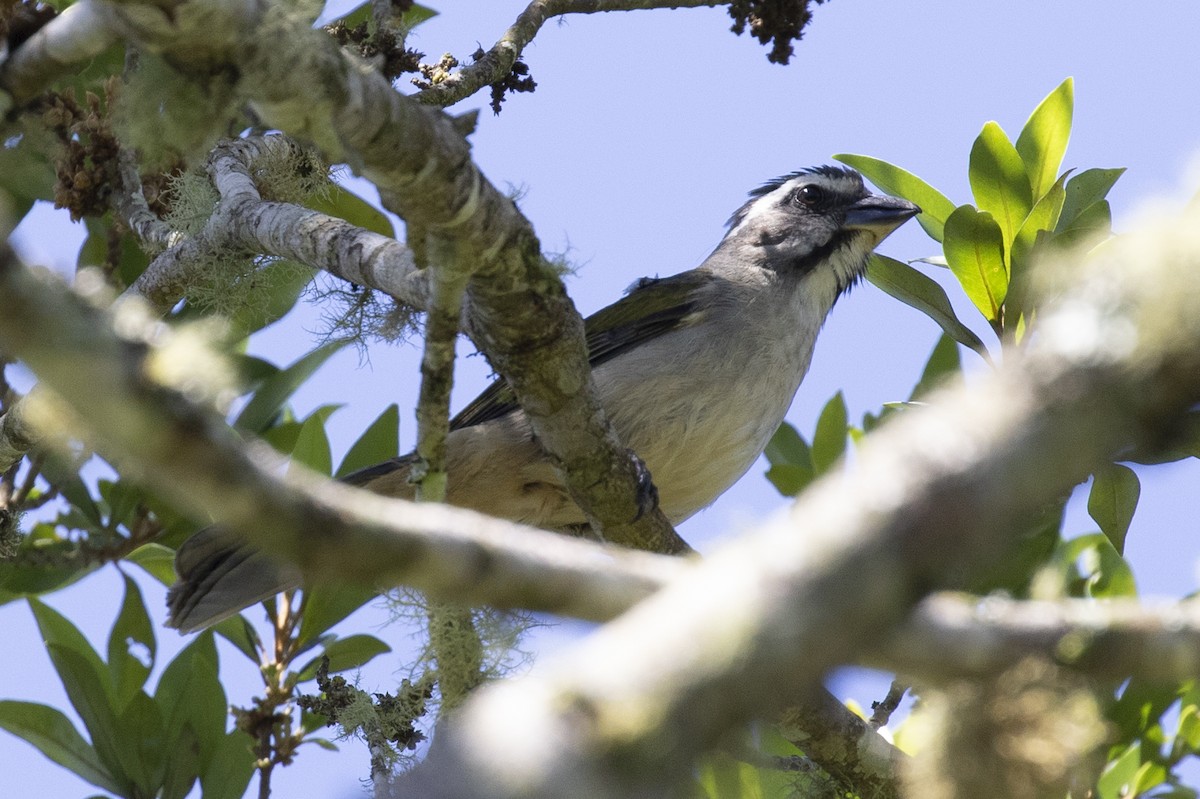 Green-winged Saltator - ML134734001