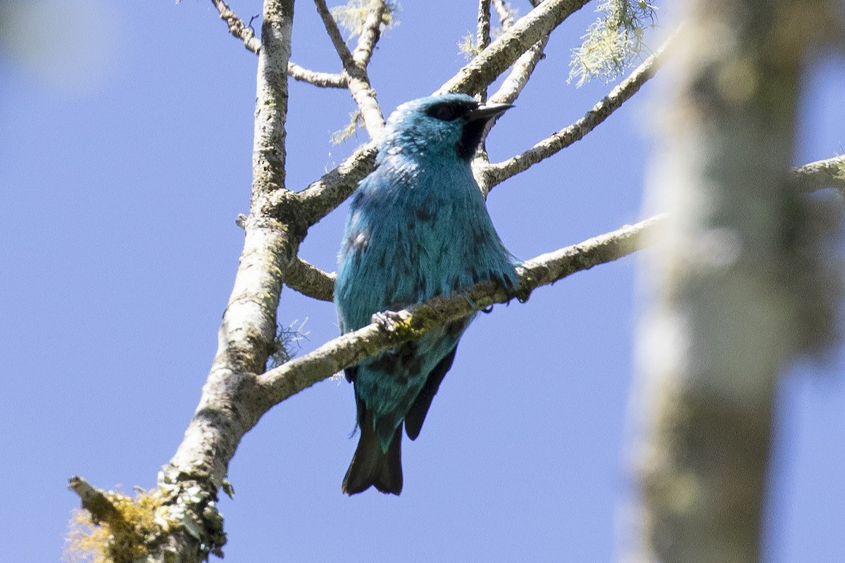 Black-legged Dacnis - ML134734201