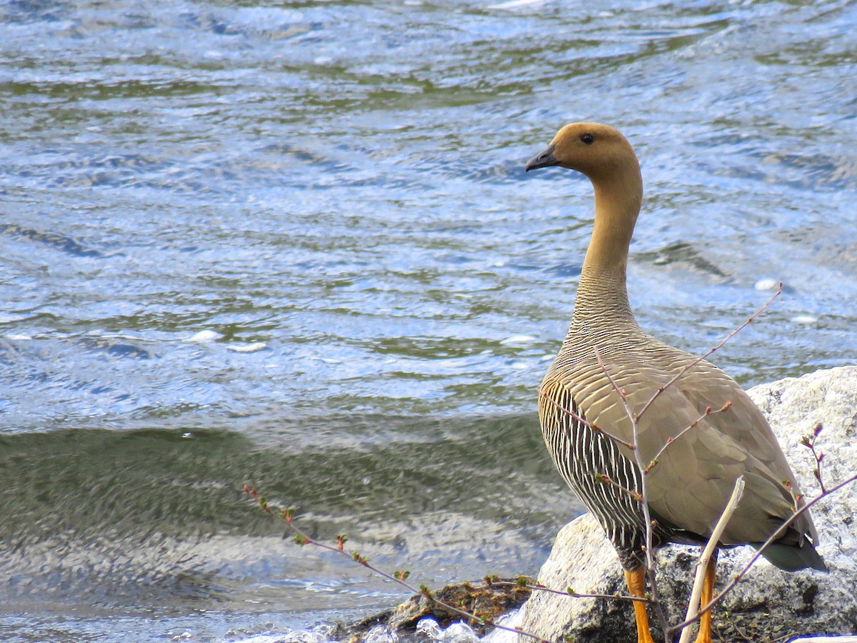 Upland Goose - Constanza Herrera