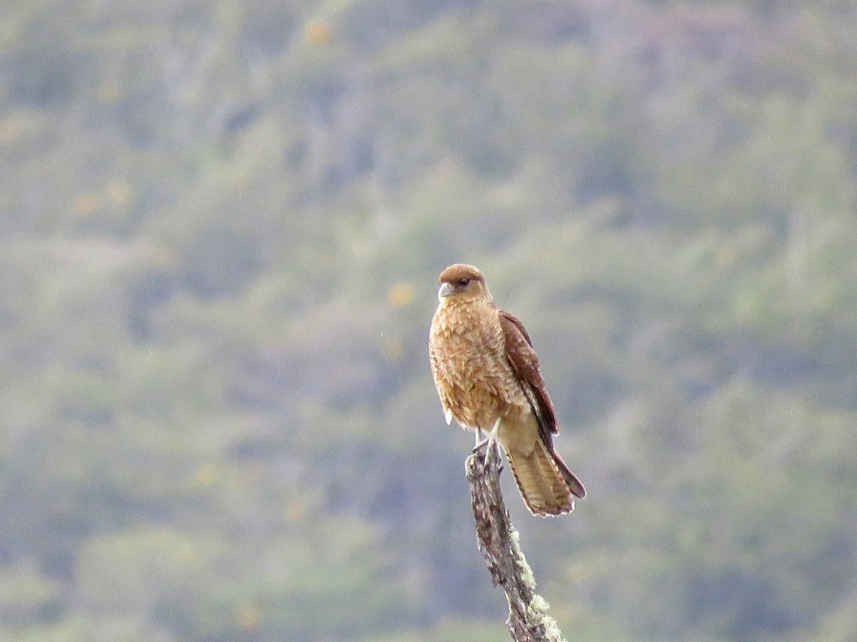 Chimango Caracara - ML134736071