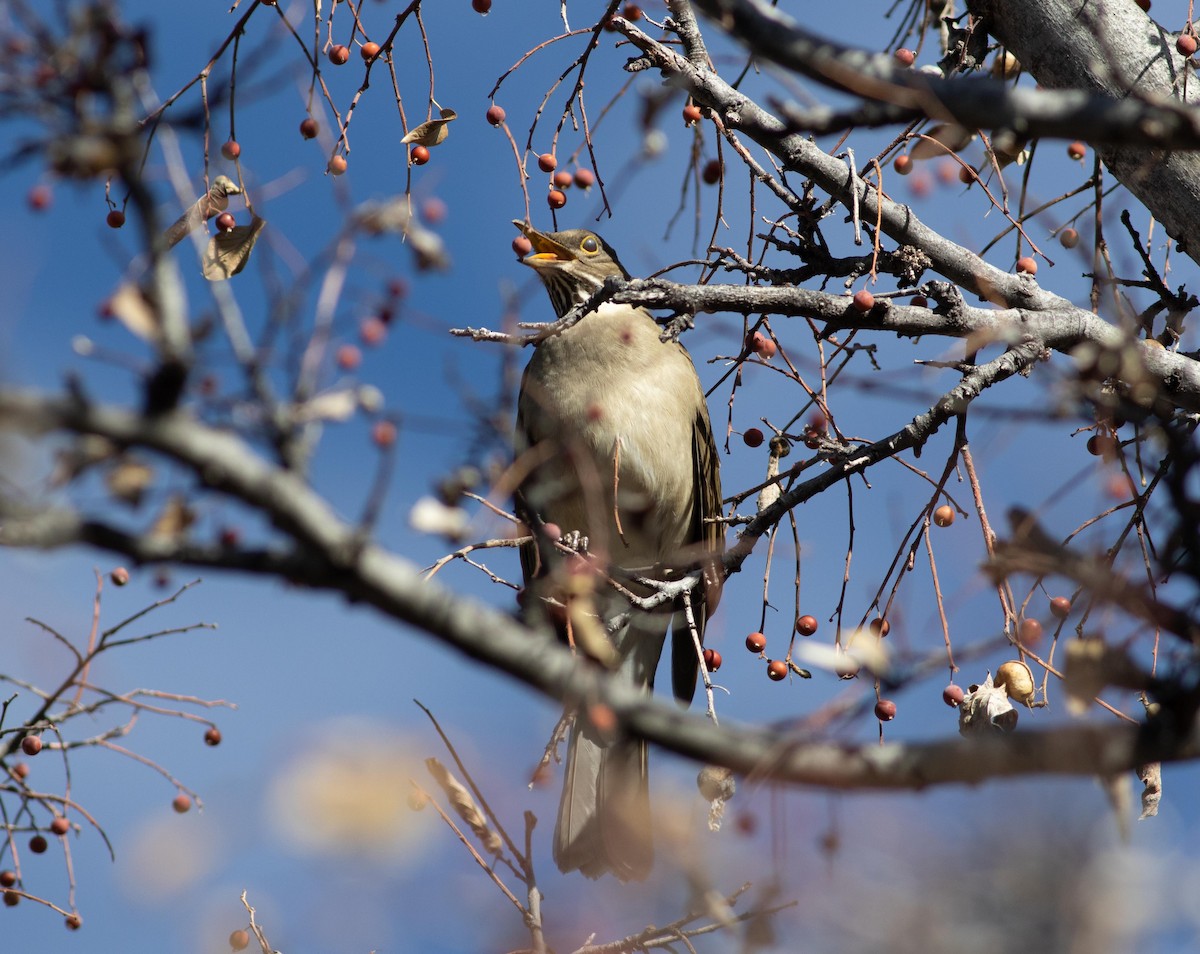 drozd náhorní - ML134736351