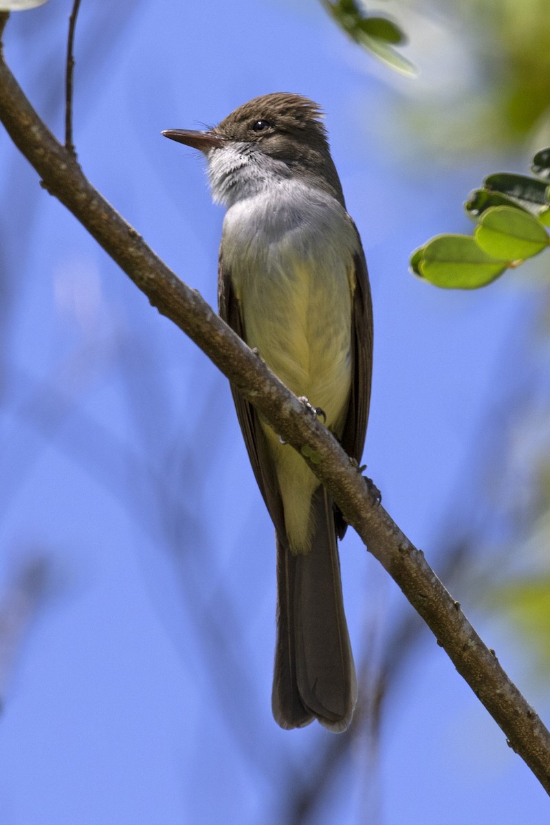 Swainson's Flycatcher - ML134736441