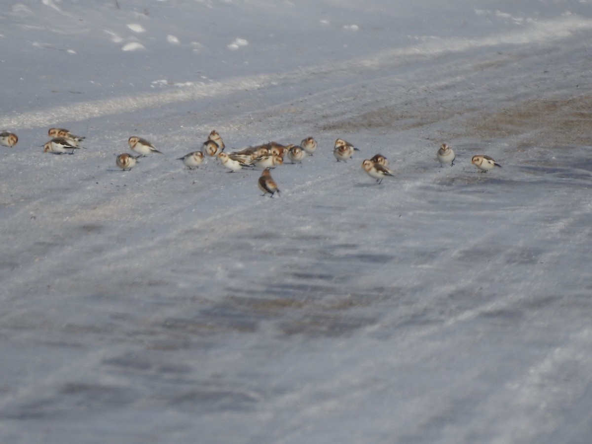 Snow Bunting - ML134739701