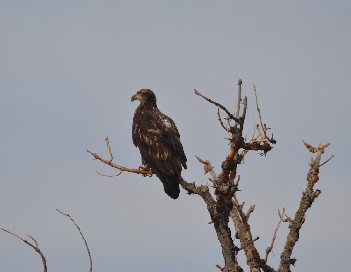 Weißkopf-Seeadler - ML134740361