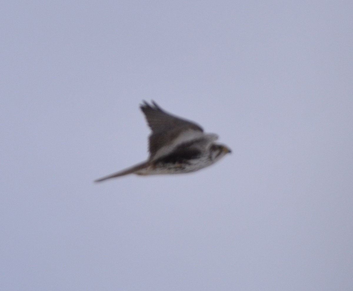 Prairie Falcon - ML134740391