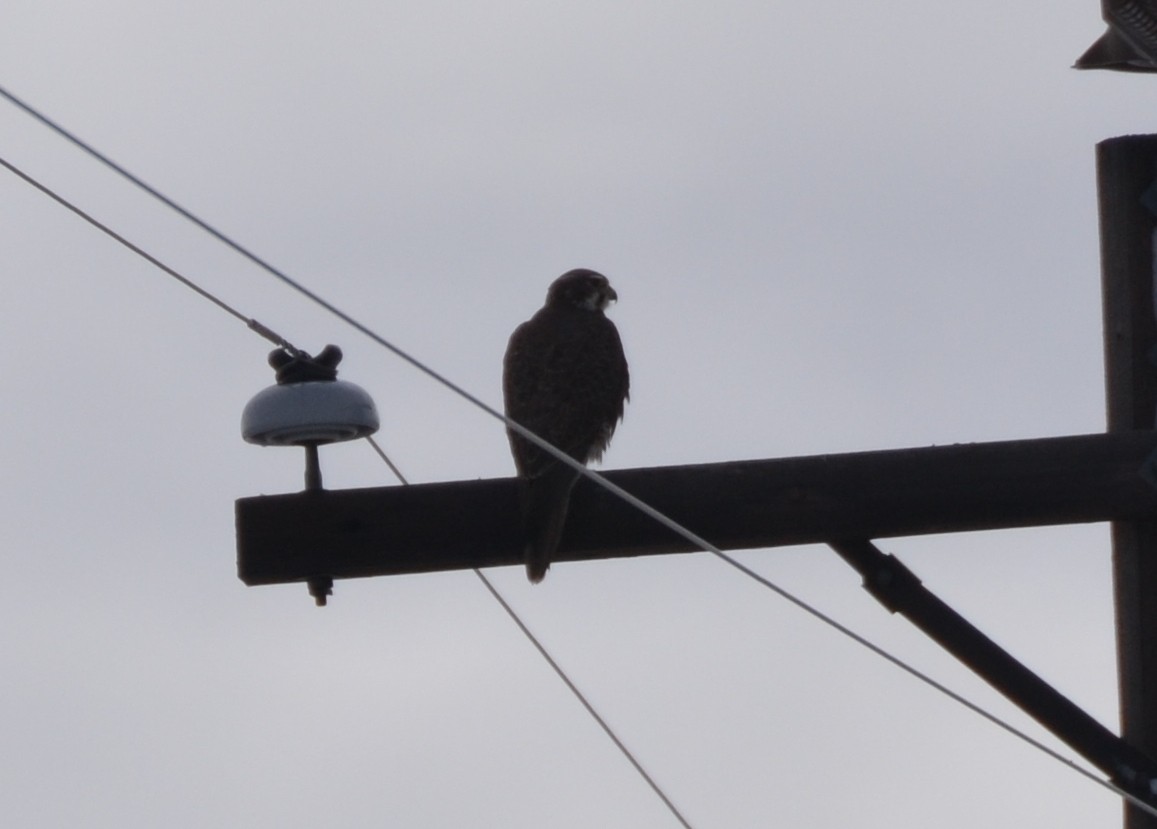 Prairie Falcon - ML134740581