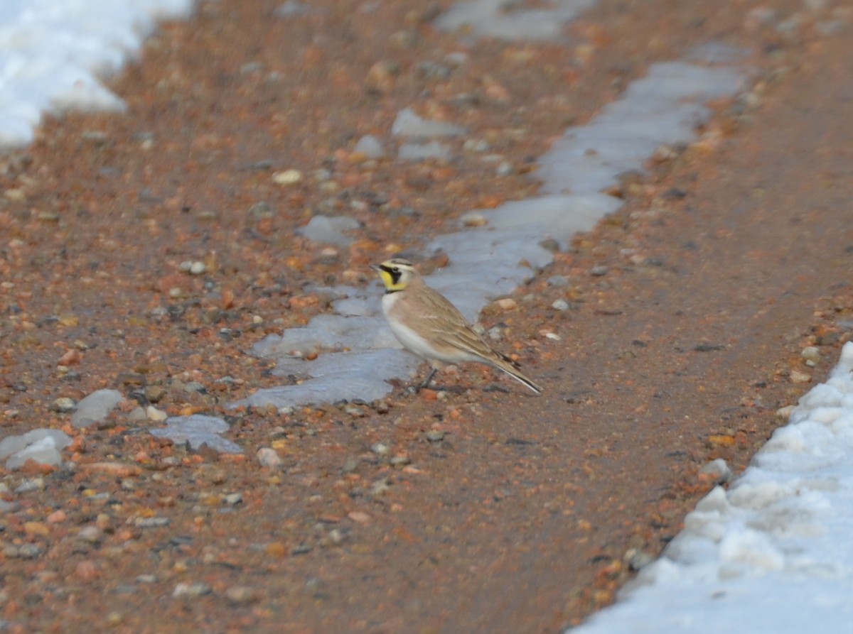 Horned Lark - ML134740691