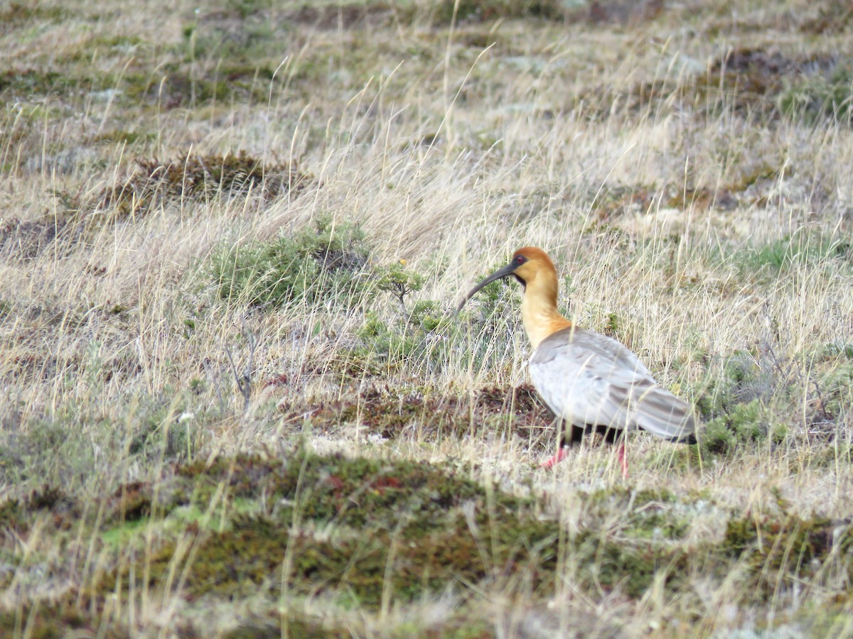 ibis laločnatý - ML134742191