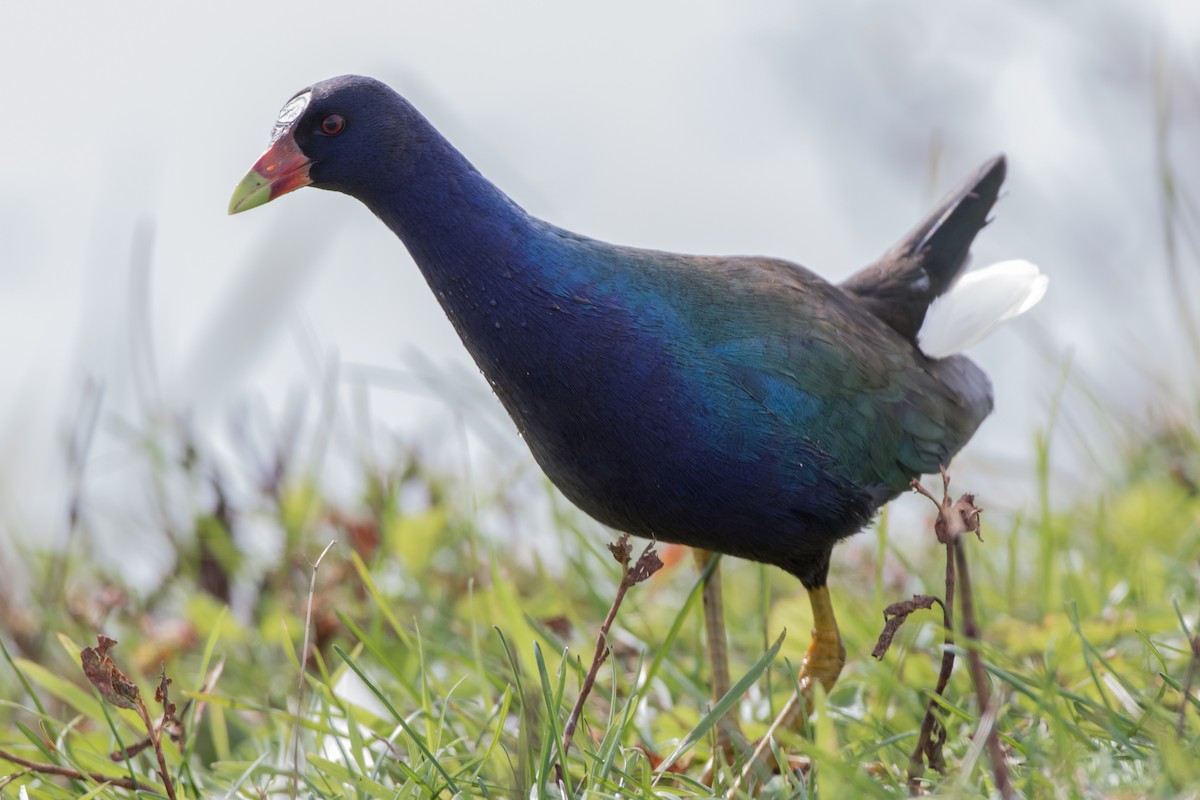 Purple Gallinule - ML134744461