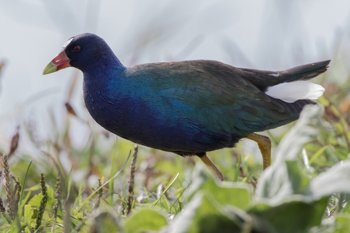 Purple Gallinule - ML134744471