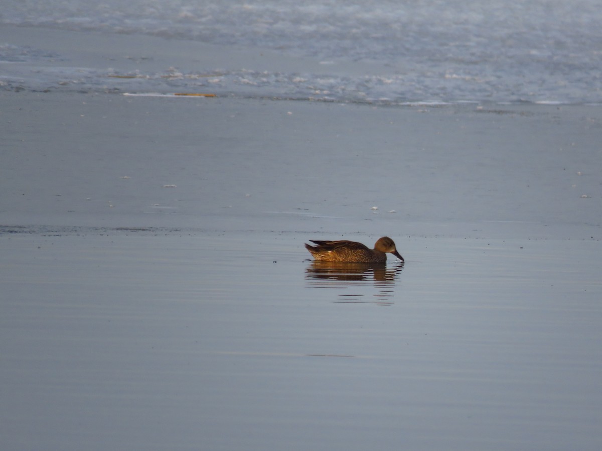 Blue-winged Teal - Ken Orich