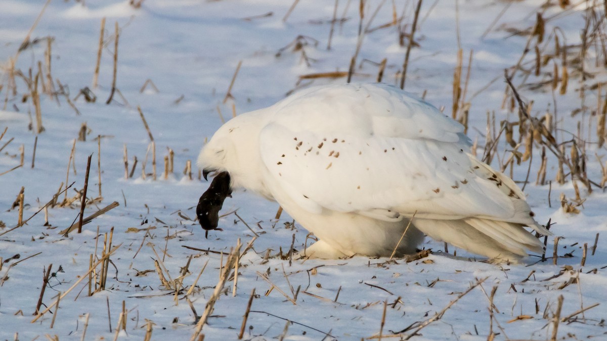 Snowy Owl - ML134746521