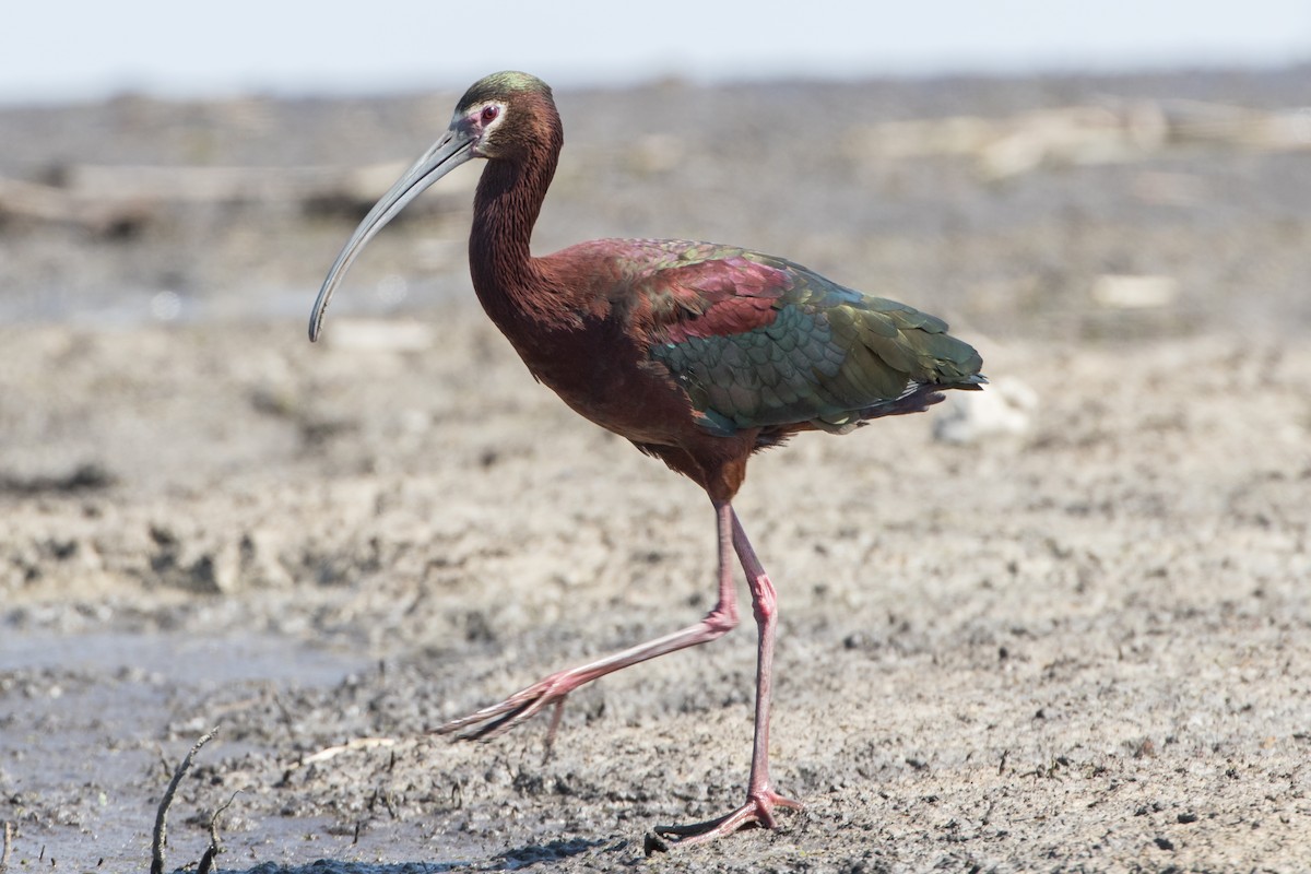 White-faced Ibis - Jeremy  Meyer