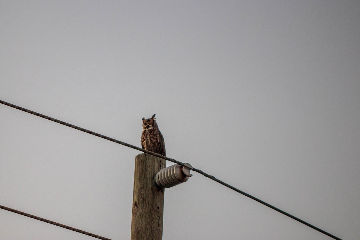 Great Horned Owl - ML134753551
