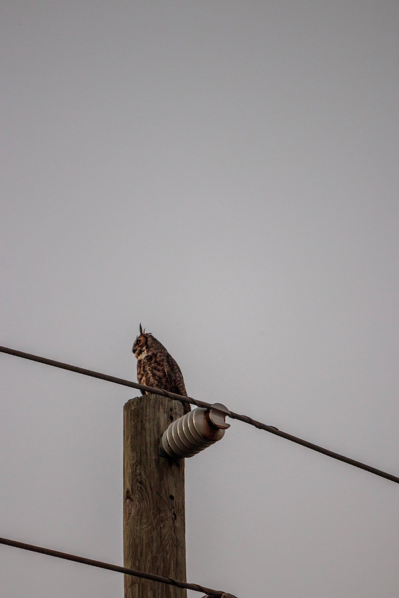 Great Horned Owl - ML134753561