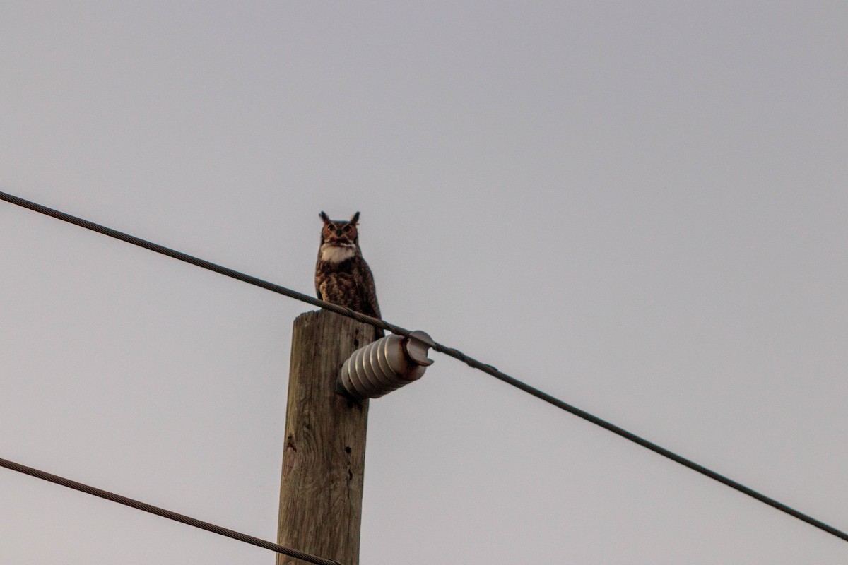 Great Horned Owl - ML134753571