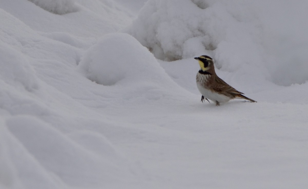 Horned Lark - ML134754781