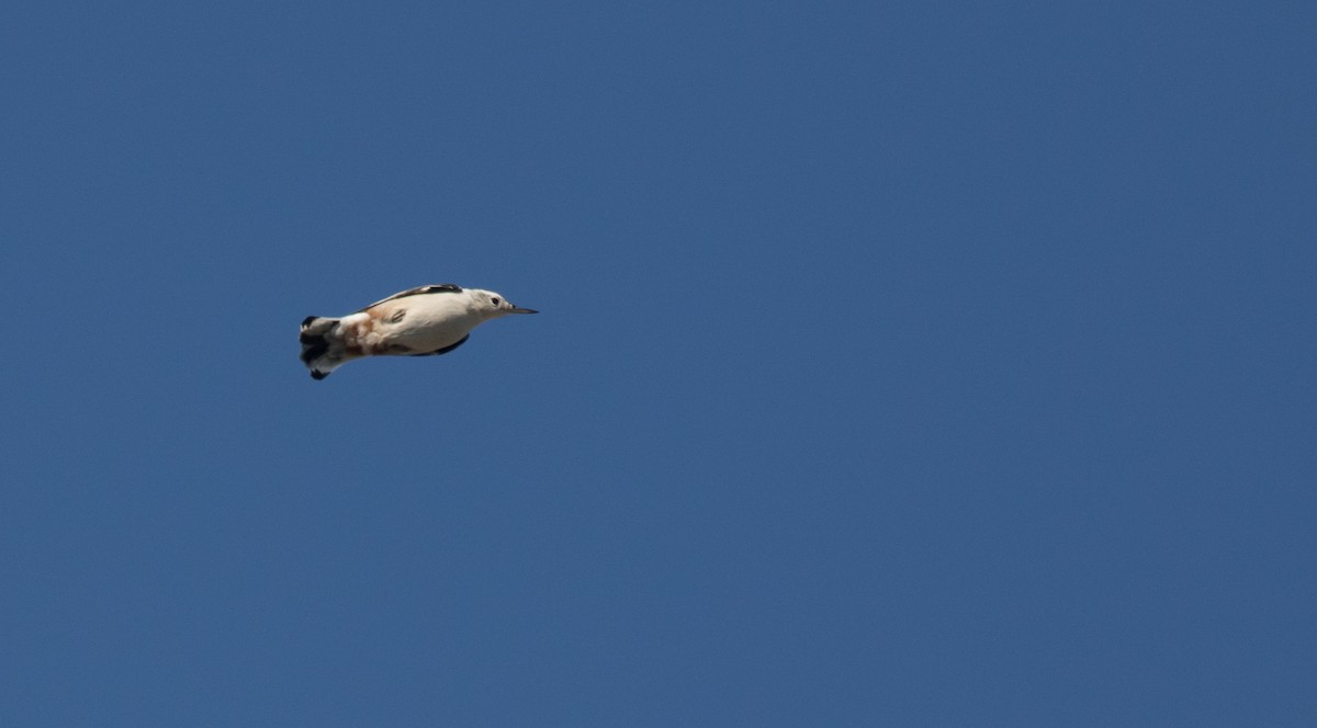 White-breasted Nuthatch (Eastern) - Andrew Dreelin