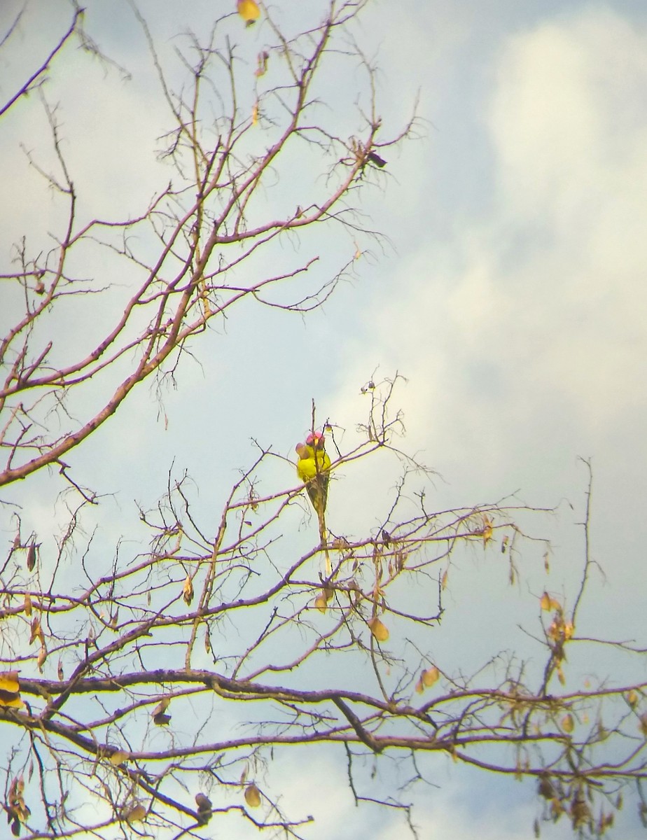 Plum-headed Parakeet - ML134758091