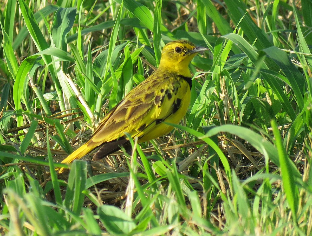 Golden Pipit - ML134759061