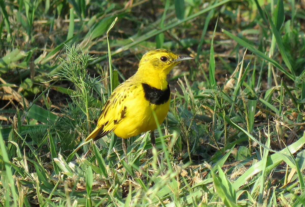 Golden Pipit - ML134759081