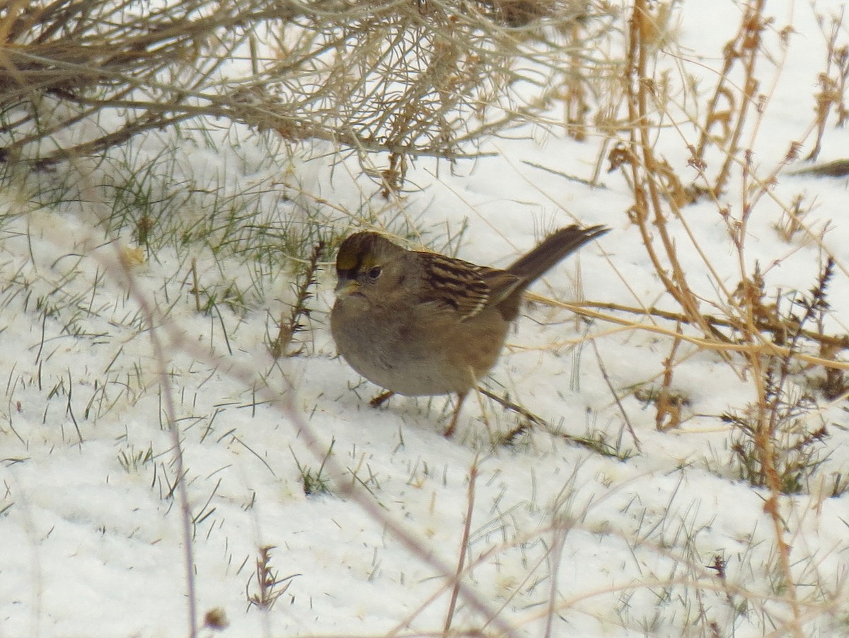 Golden-crowned Sparrow - ML134760761