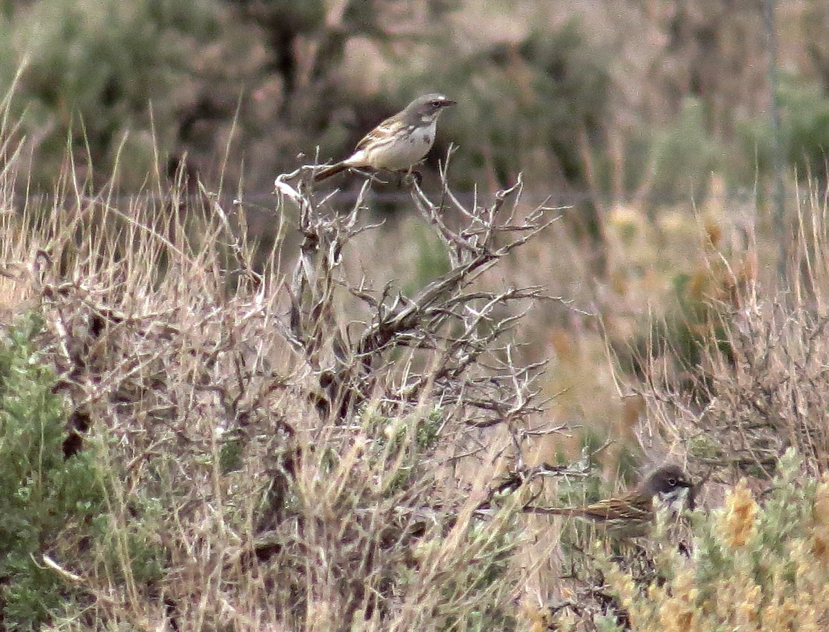 Sagebrush Sparrow - Stoddard and Ellen Davenport