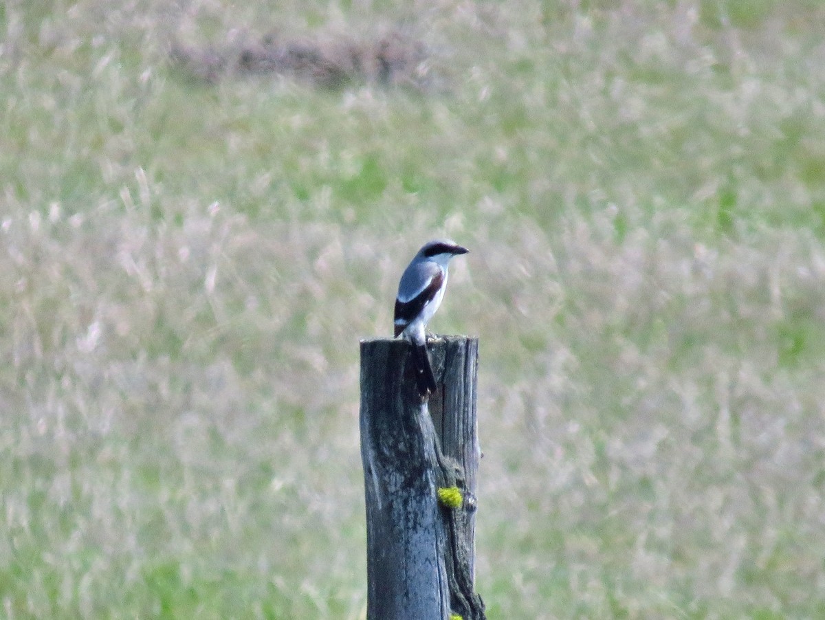 Loggerhead Shrike - ML134761721