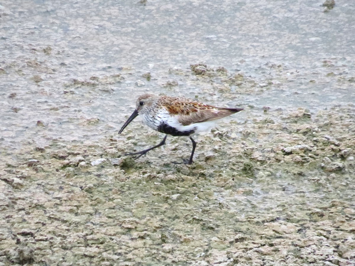 Alpenstrandläufer - ML134761751