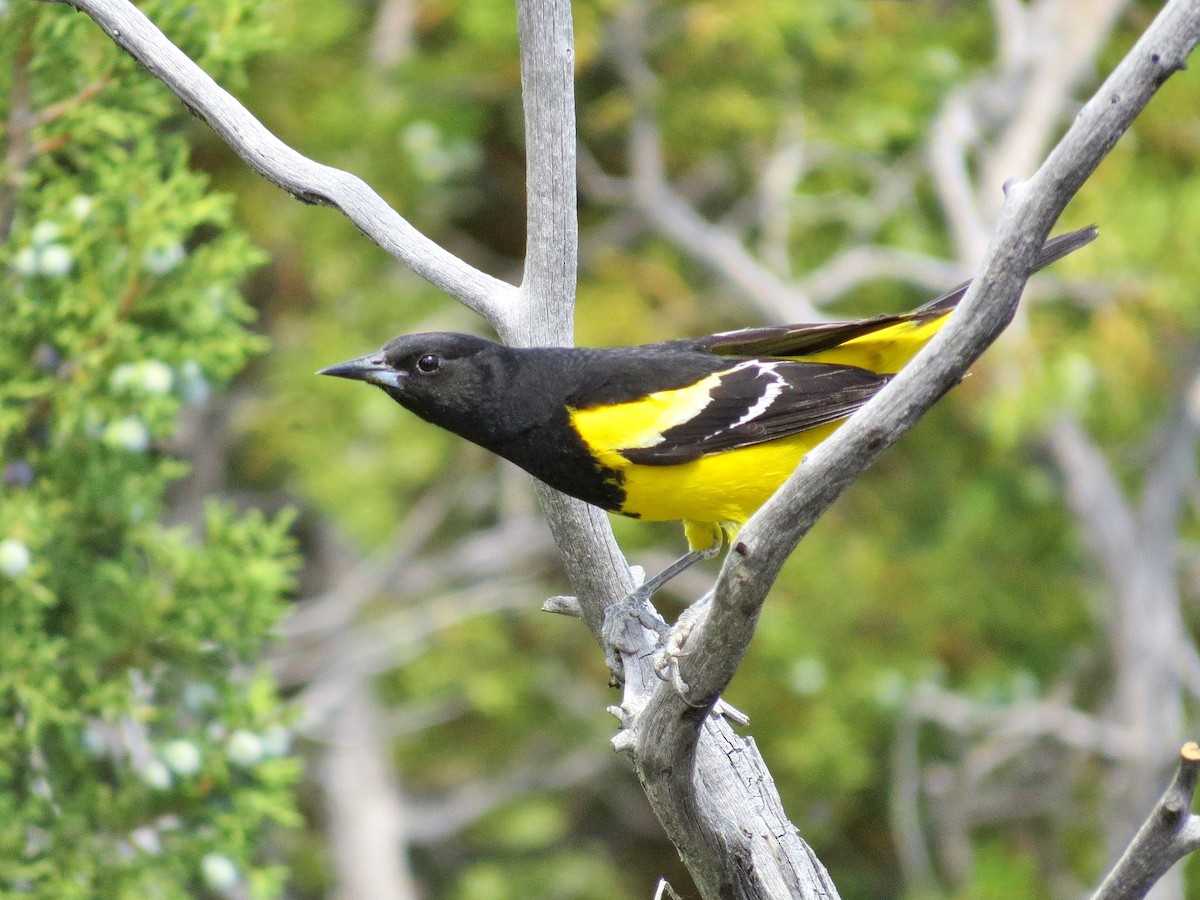 Oriole jaune-verdâtre - ML134761811