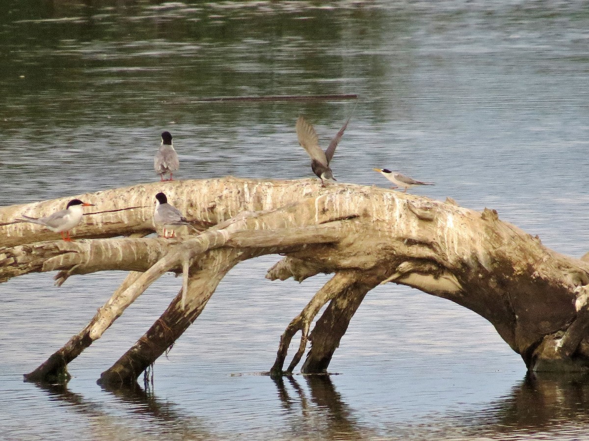 Common Tern - ML134761921