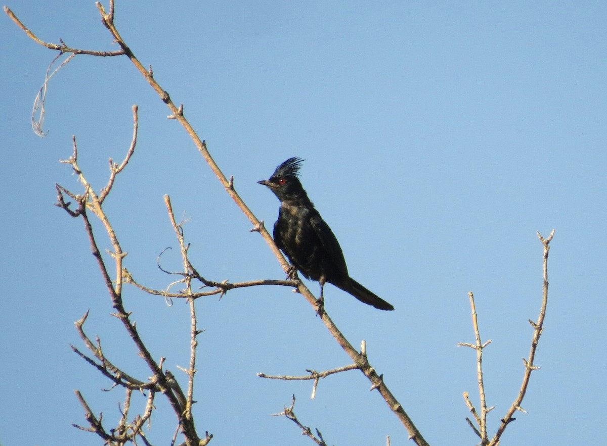 Capulinero Negro - ML134761931