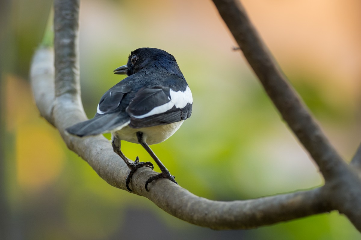 Oriental Magpie-Robin - ML134762201