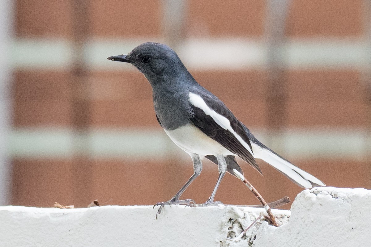 Oriental Magpie-Robin - ML134762251