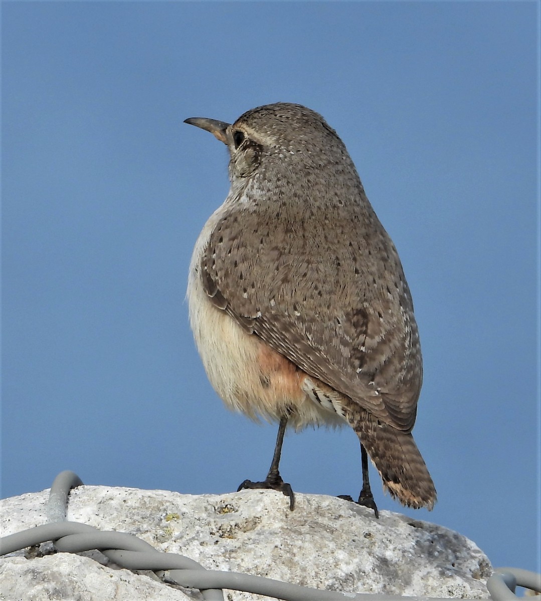 Rock Wren - ML134763241