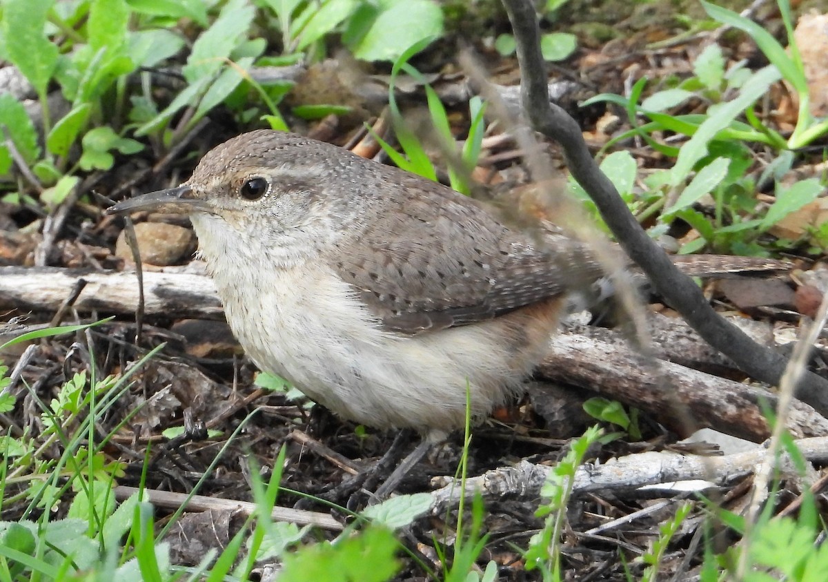 Rock Wren - ML134763271